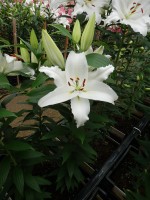 [5286 Ortolan No01.JPG]